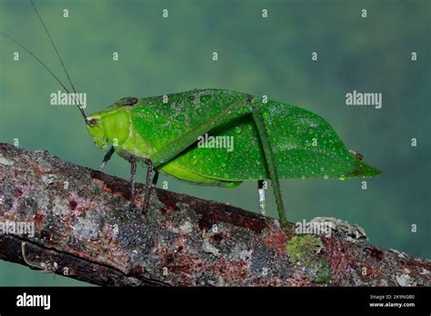 giant malaysian katydid|Stilpnochlora couloniana